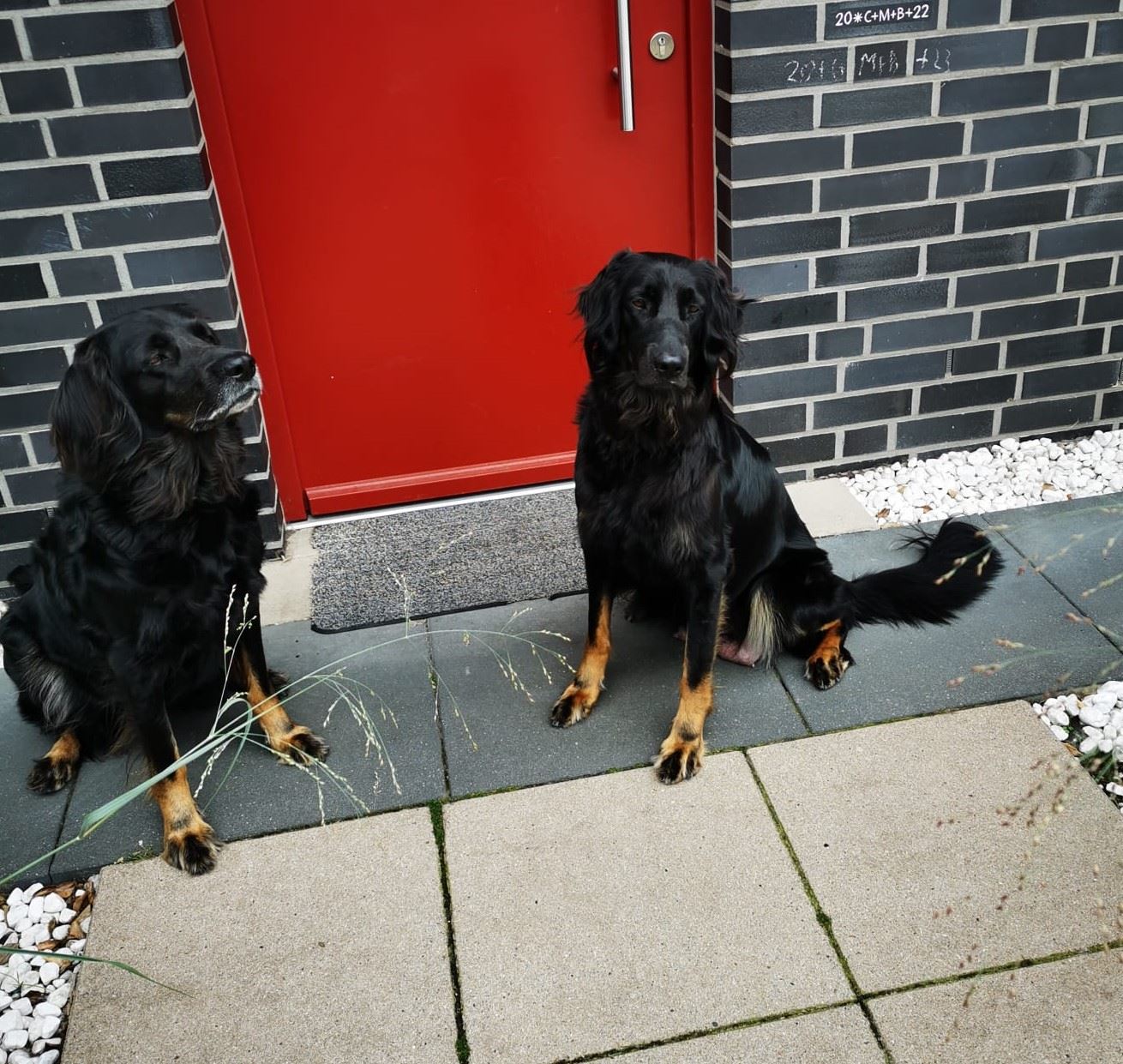 Hovawarte im Garten vor dem Haus